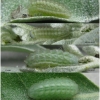 calloph chalybeitincta larva3 volg